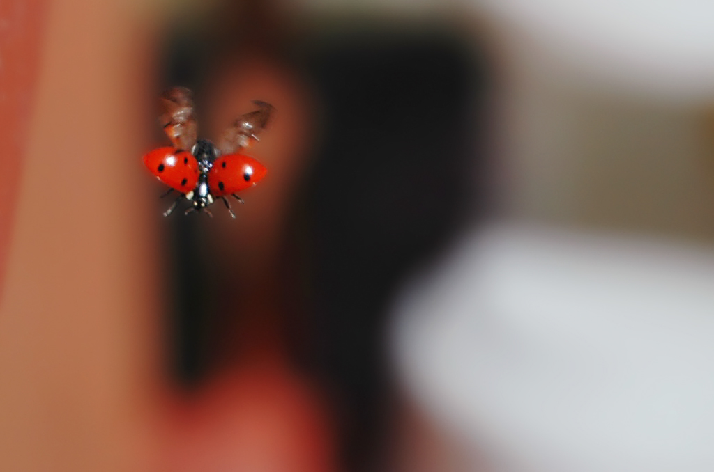 Ladybird in Flight